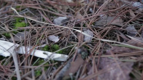 Deer Jawbone on Forest Floor Stock Footage 79584586