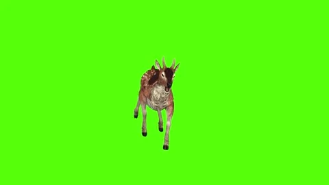 Deer jump Attack Green Screen Animation 4K Rendering Vídeos de archivo 278137633
