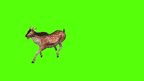 Deer jump Attack Green Screen Animation 4K Rendering Vídeos de archivo 278137636