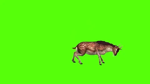 Deer jump Attack Green Screen Animation ... | Stock Video | Pond5