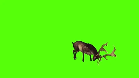 Deer Jump Attack Green Screen Animation 4K Rendering Stock Footage 295556007