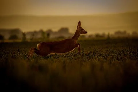 Deer at the jump Stock Photos