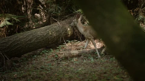 Deer Jumping over log Stock Footage 95580289