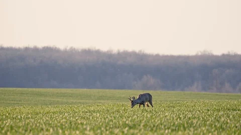 Deer Jumping Running in the Wild Grass Field Day Nature Wild Life Stock Footage 127625490