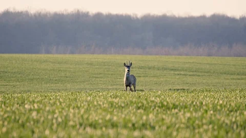 Deer Jumping Running in the Wild Grass Field Day Nature Wild Life Vidéo 127625504