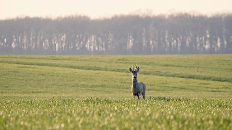 Deer Jumping Running in the Wild Grass Field Day Nature Wild Life Vidéo 127625518