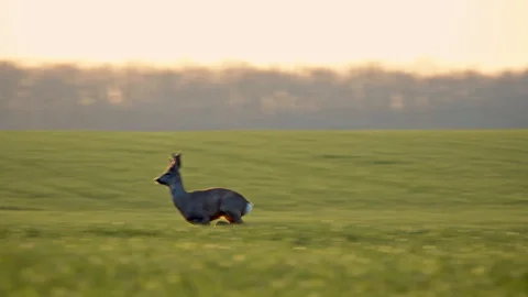 Deer Jumping Running in the Wild Grass Field Day Nature Wild Life Vídeo Stock 127625529