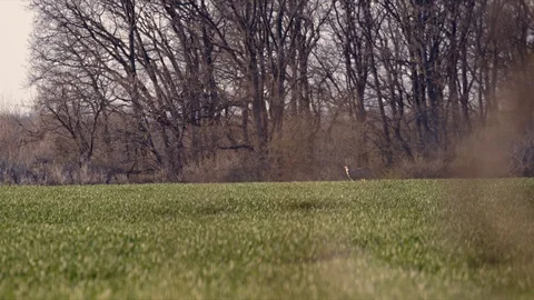 Deer Jumping Running in the Wild Grass Field Day Nature Wild Life Stock Footage 127625661
