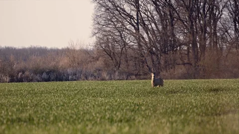 Deer Jumping Running in the Wild Grass Field Day Nature Wild Life Stock Footage 127625708