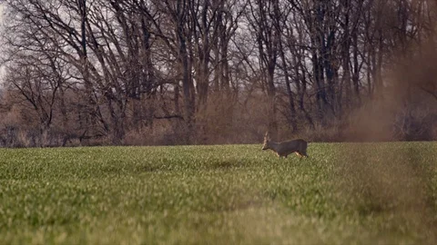 Deer Jumping Running in the Wild Grass Field Day Nature Wild Life Stock Footage 127625709