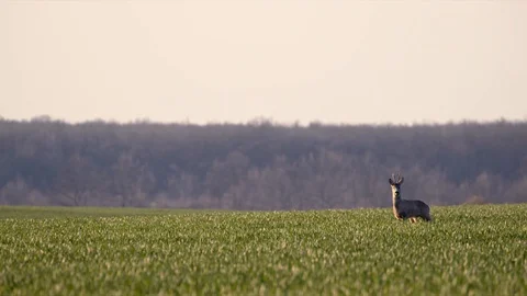 Deer Jumping Running in the Wild Grass Field Day Nature Wild Life Stock Footage 127625730