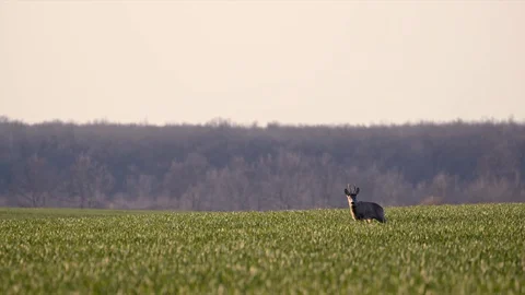 Deer Jumping Running in the Wild Grass Field Day Nature Wild Life Stock Footage 127625790