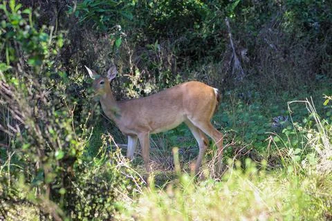 Deer jupiter 30 edit Stock Photos