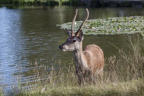 Deer keeping cool in summer Fotos Stock