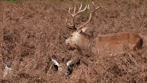 Deer keeping guard over his new family lying in the ferns Stock Footage 255050546