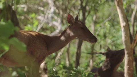 Deer in Komodo Island 스톡 동영상 131377693