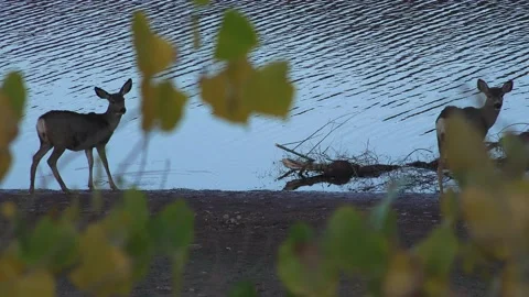 Deer at Lake Stock Footage 140831646