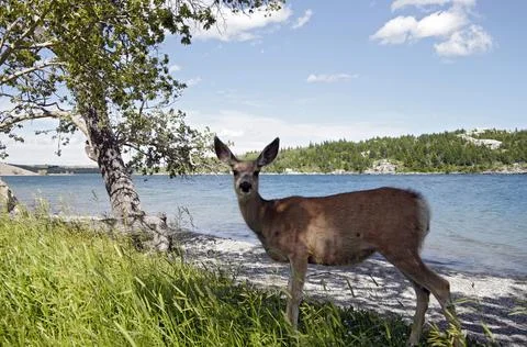 Deer on a lake Stock Photos
