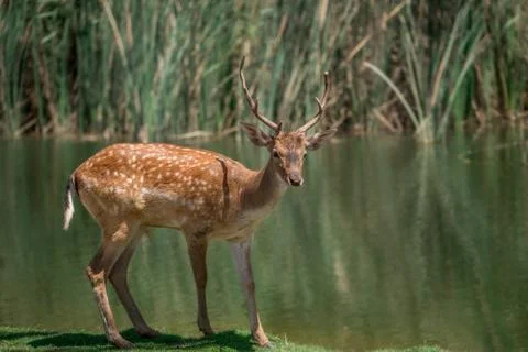 Deer on the lakeside Stock Photos