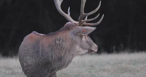 Deer with large antlers Stock Footage 162840962
