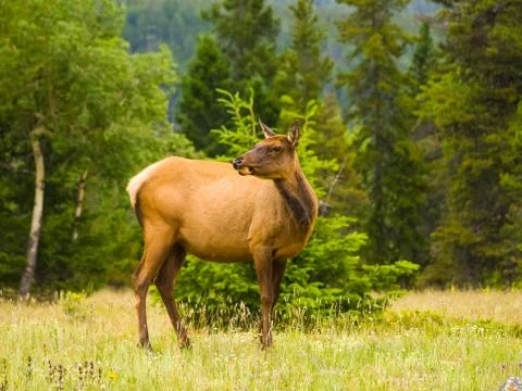 Deer on the lawn in the forest Stock Photos