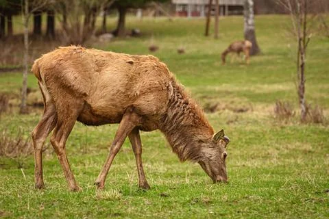 Deer on the lawn Stock Photos