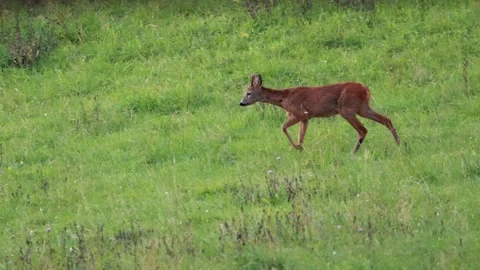 A deer on the lawn at the sunset Vídeo Stock 320406261