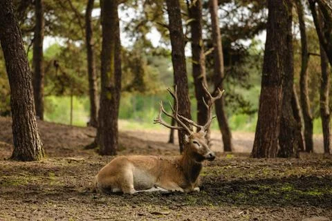 A deer is laying down in a forest Stock Photos