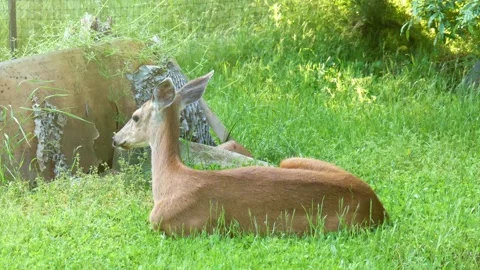 Deer laying down in grass Stock Footage 285664920