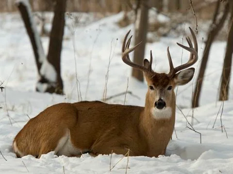 Deer laying down Stock Photos