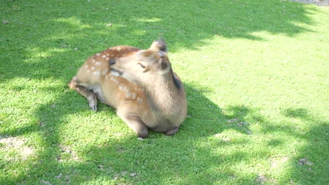 Deer laying in the grass Stockbeeldmateriaal 271661256