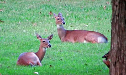 Deer laying Stock Photos