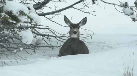 Deer Laying in the Snow under a tree in the Rocky Mountains Stock Footage 58604234