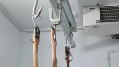 Deer legs hanging from meat hooks inside a refrigerator Stock Footage 317757756