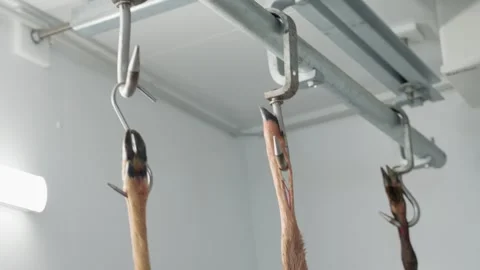 Deer legs hanging from meat hooks inside a refrigerator Stock Footage 317758568
