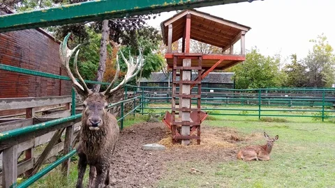 Deer licking camera Video stock 128692025