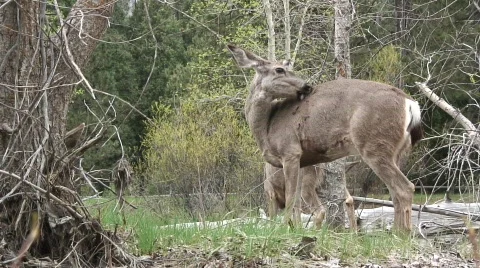 Deer licking Stock Footage 478834