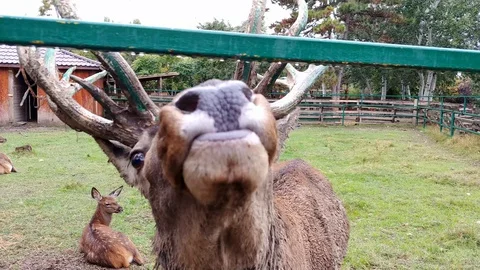 A deer licking his lips Stock Footage 128692030
