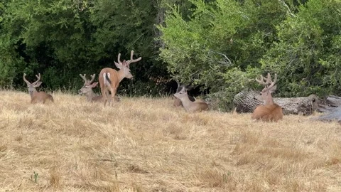 A deer lies down with its resting herd Stock Footage 311121721