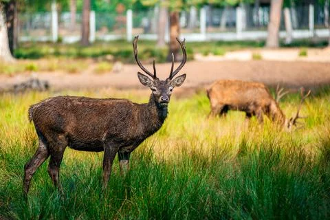 A deer lies in the forest in the green grass Stock Photos