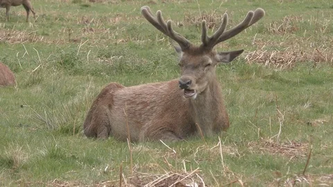 The deer lies on the grass in the field. Stock Footage 77577145