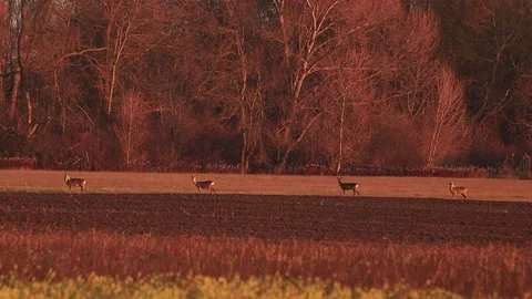 Deer listening and walking Stock Footage 166933336
