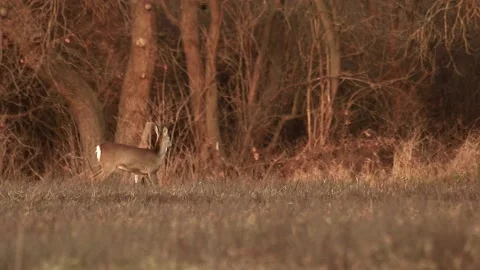 Deer listening and walking Stock Footage 167314788