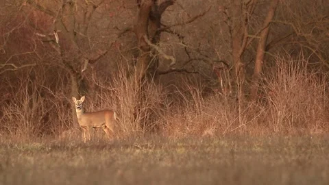 Deer listening and walking Stock Footage 167314813