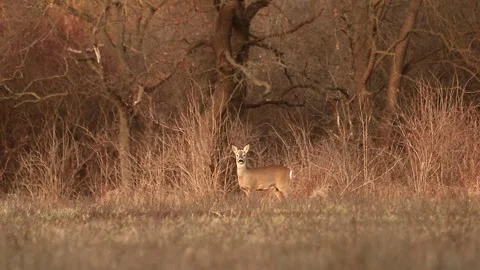 Deer listening and walking Stock Footage 167314819