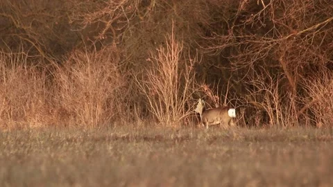 Deer listening and walking Stock Footage 167314828