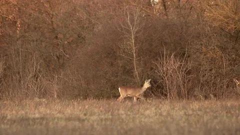 Deer listening and walking Stock Footage 167314839