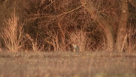 Deer listening and walking Stock Footage 167314841