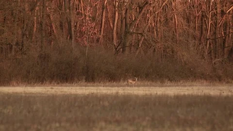 Deer listening in field. Stock Footage 167314777