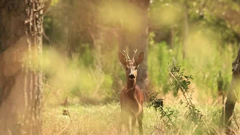 Deer listening Stock Footage 166514190